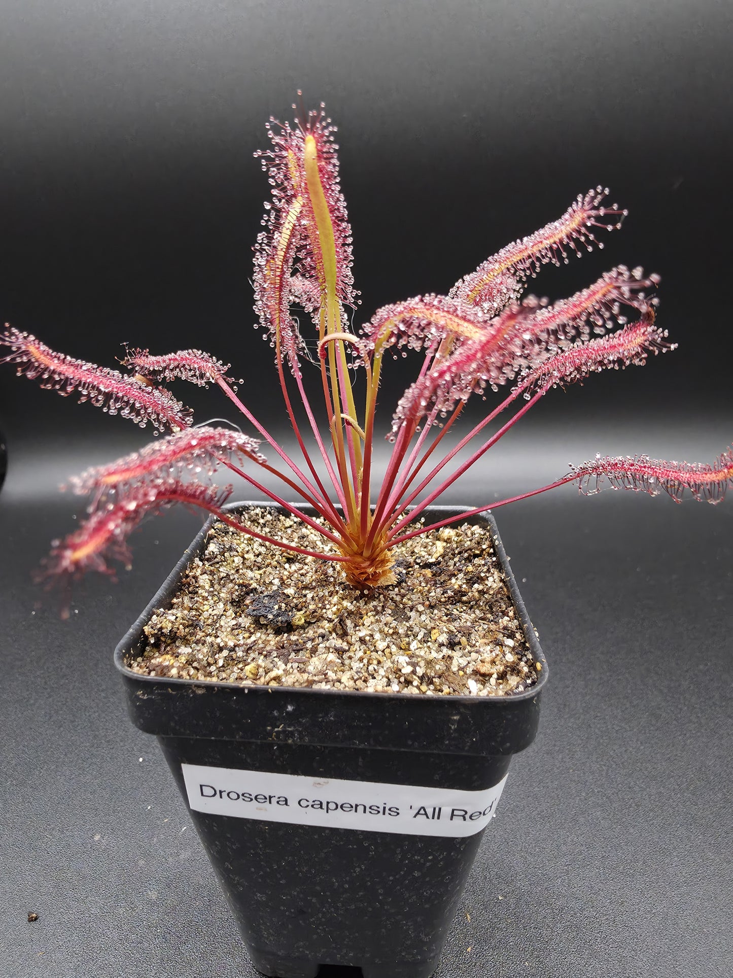 Drosera capensis 'All Red'