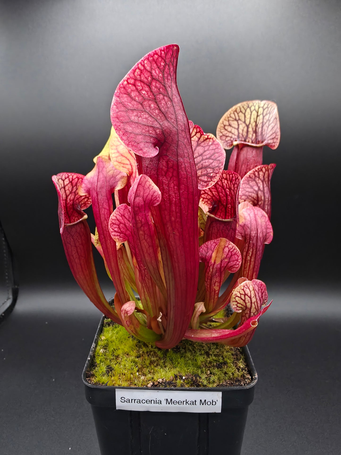 Sarracenia 'Meerkat Mob'