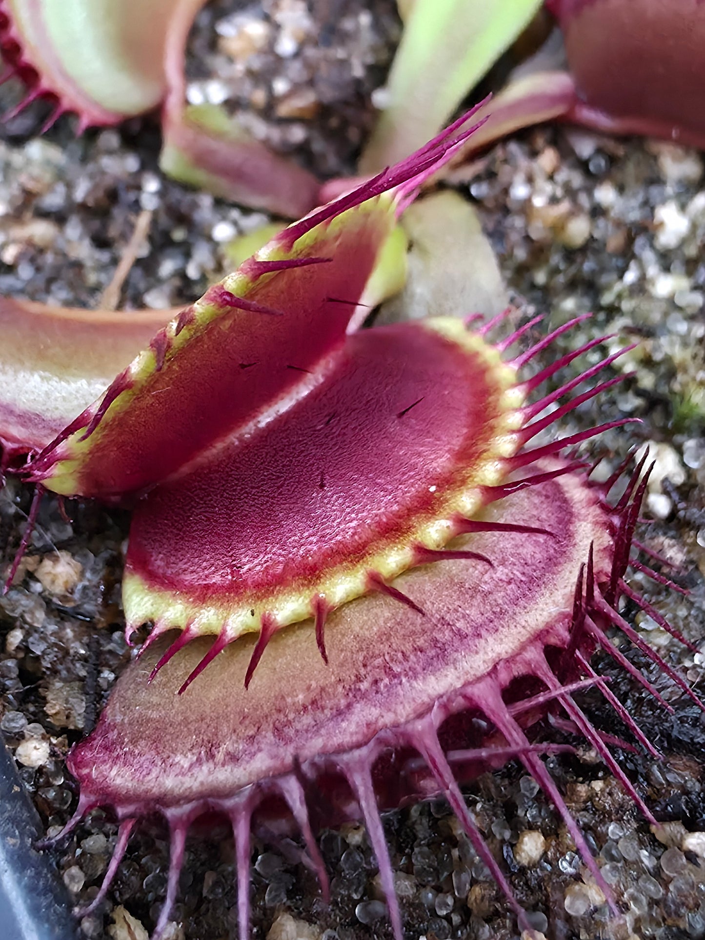 Dionaea muscipula - B52