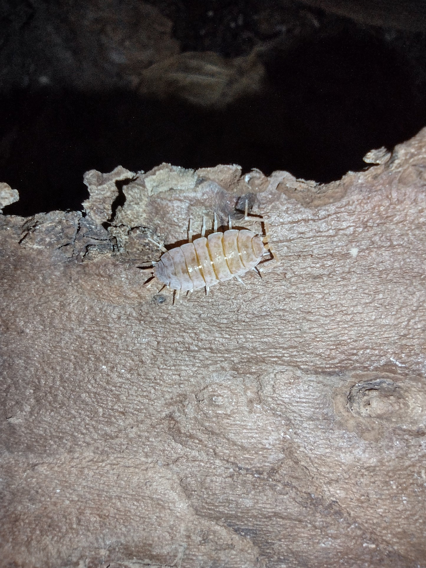 Porcellionides pruinosus "Powder Orange"