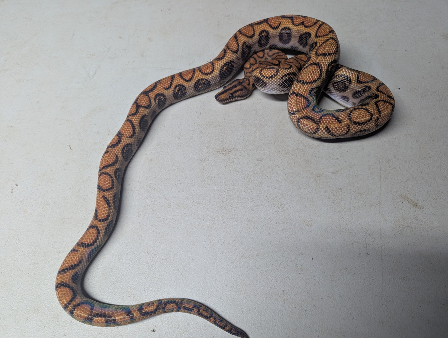 Brazilian Rainbow Boa - Male