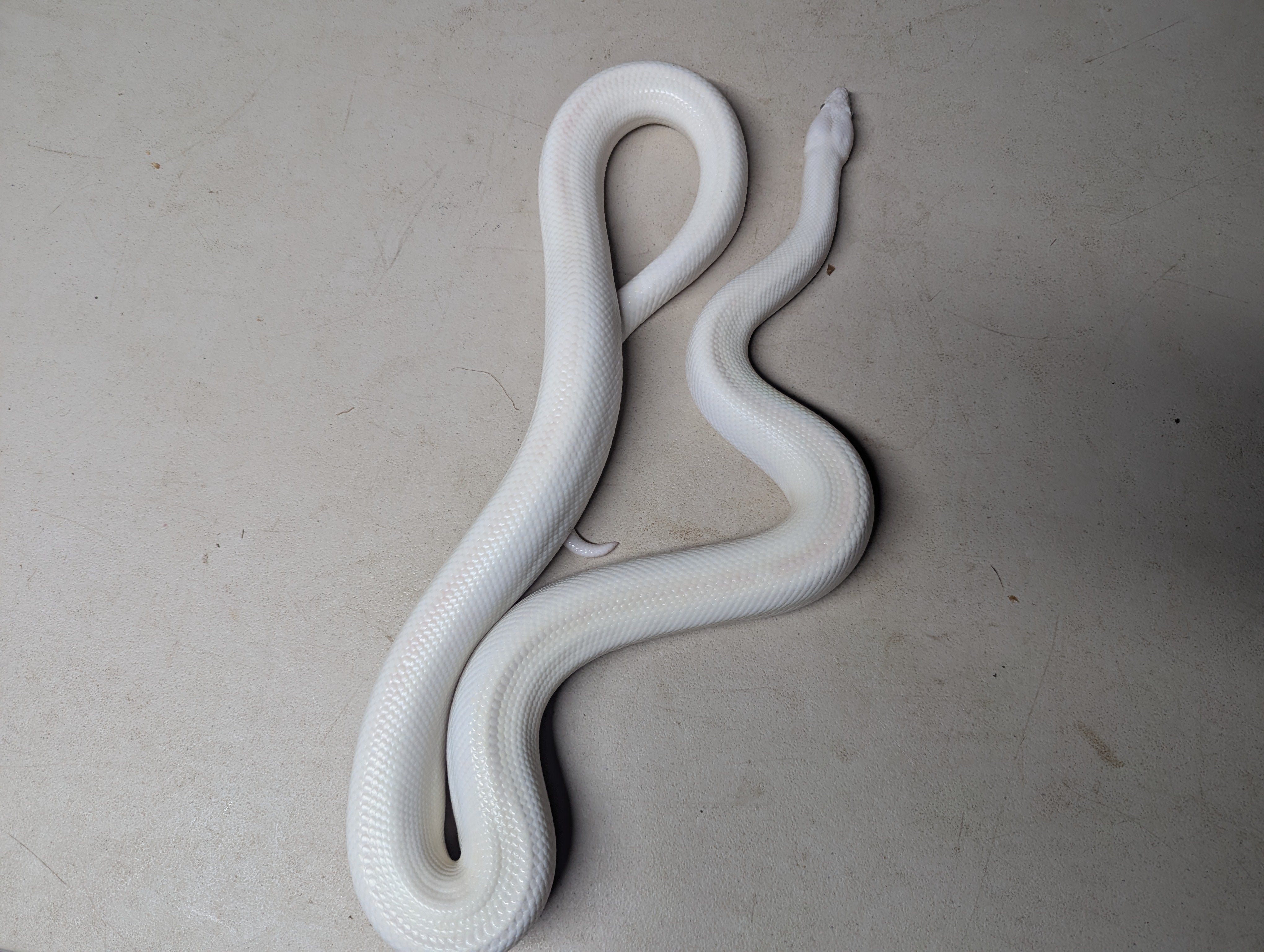 パンツ LGB BOXER SARRUEL-2 WHITE SNAKE Blue Eyed Leucistic Colombian Rainbow Boa - Female – Michaels