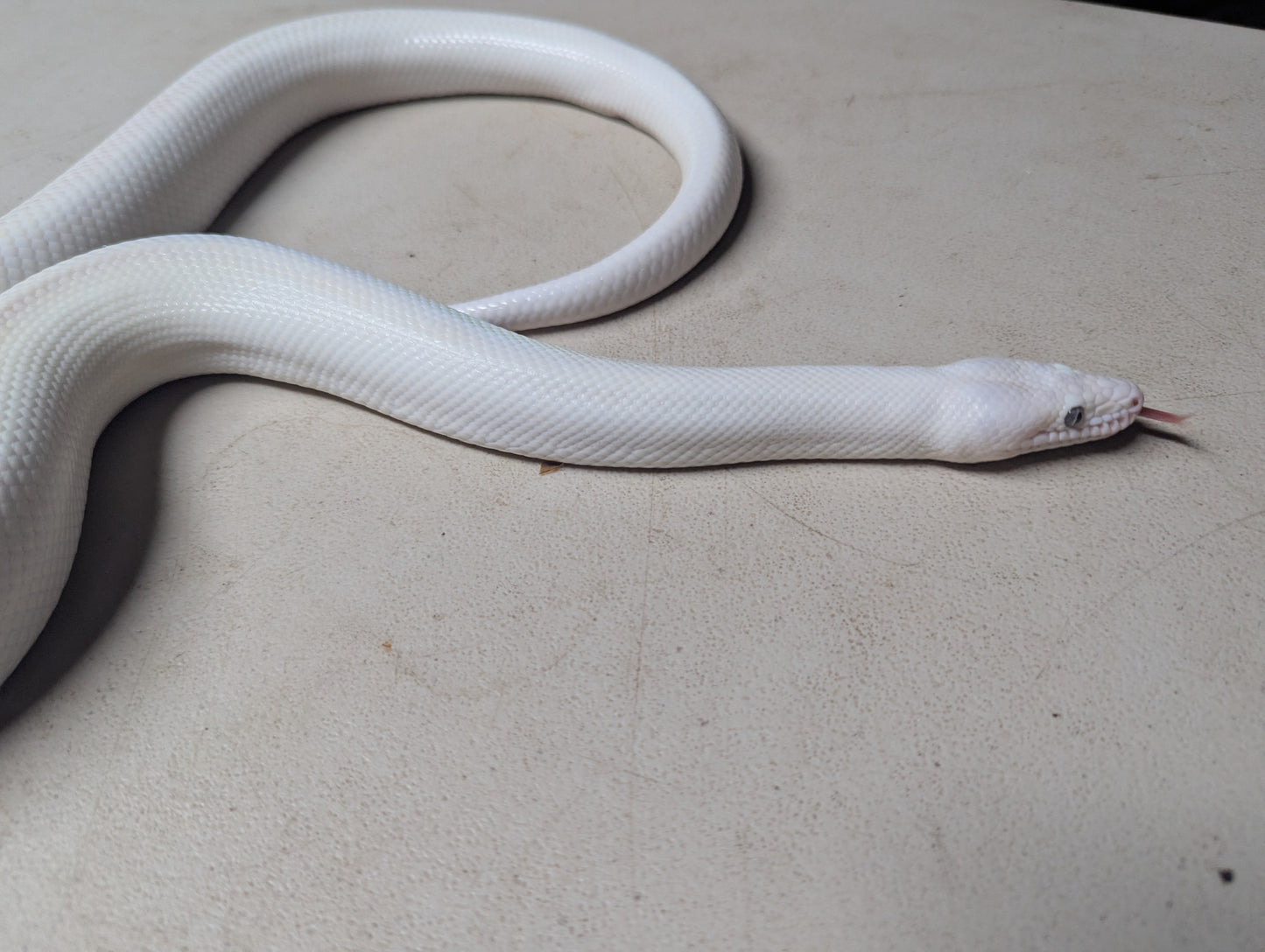 Blue Eyed Leucistic Colombian Rainbow Boa - Female