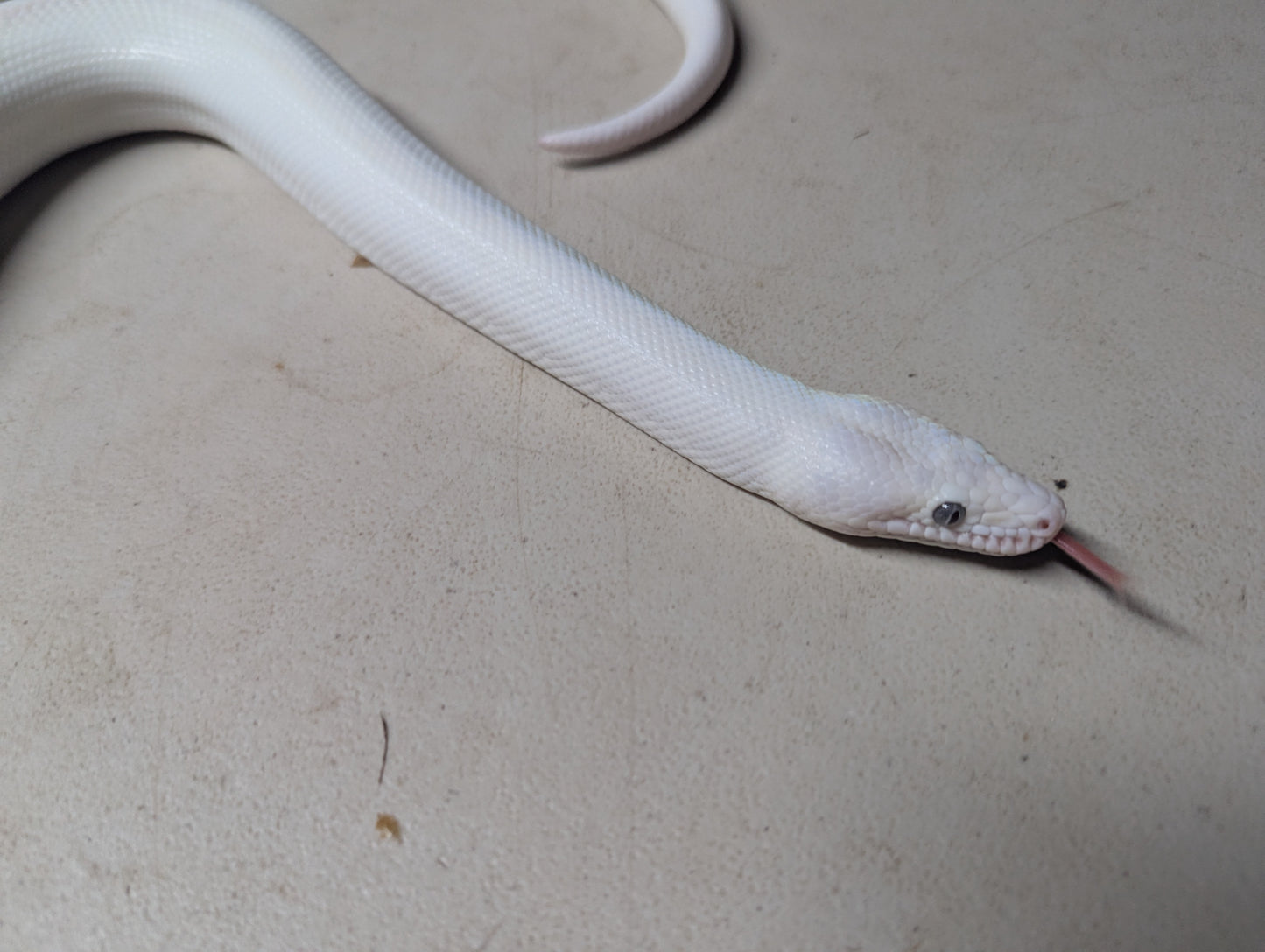 Blue Eyed Leucistic Colombian Rainbow Boa - Male