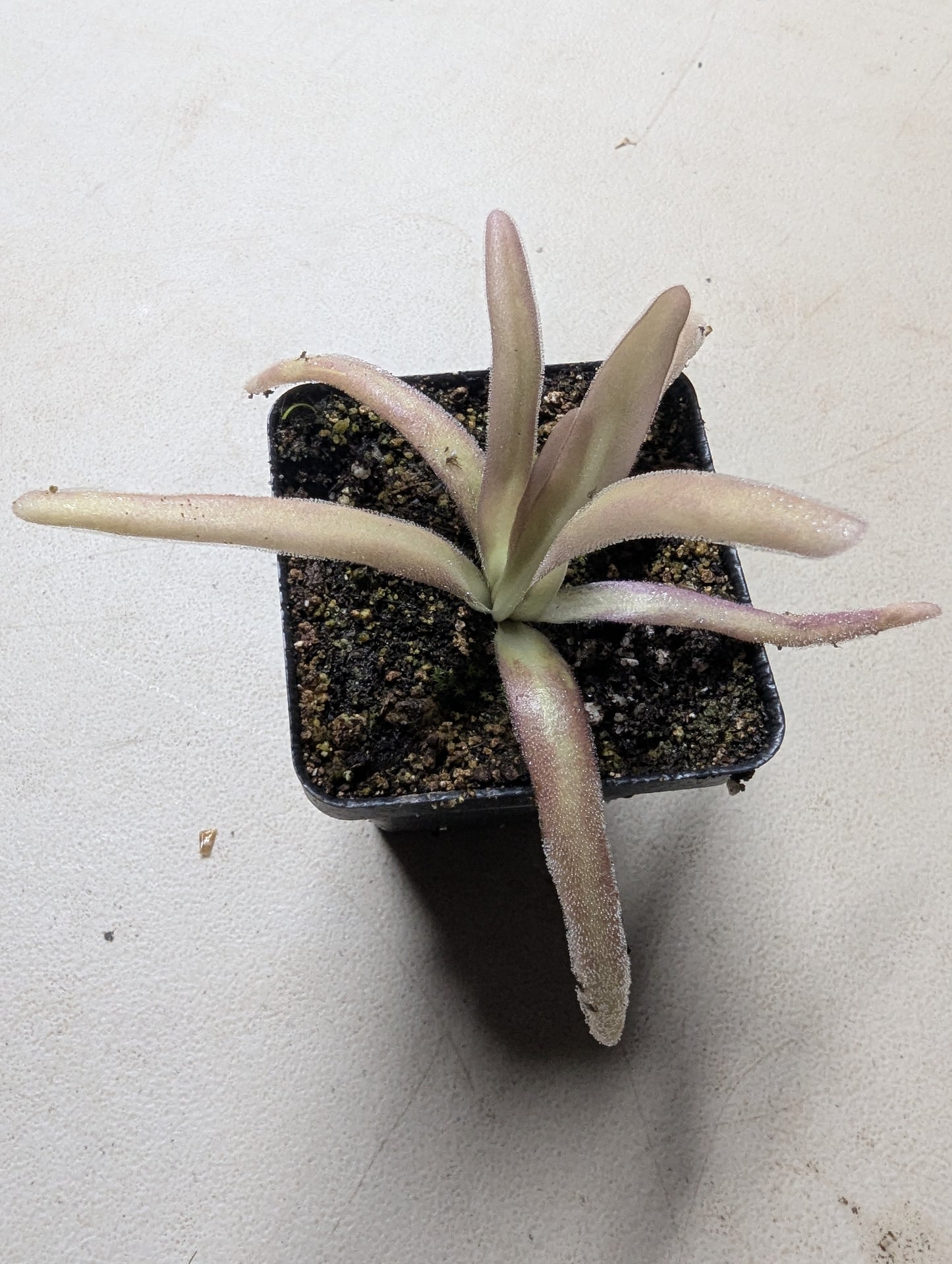 Pinguicula aphrodite