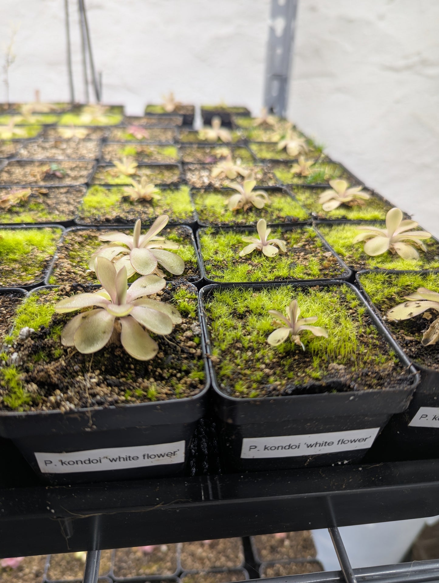 Pinguicula kondoi 'white flower'