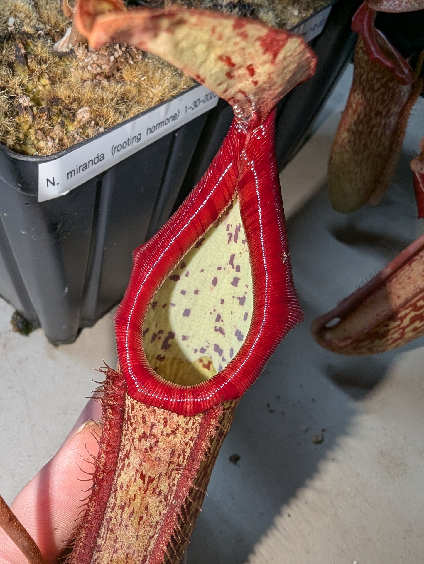 Nepenthes miranda
