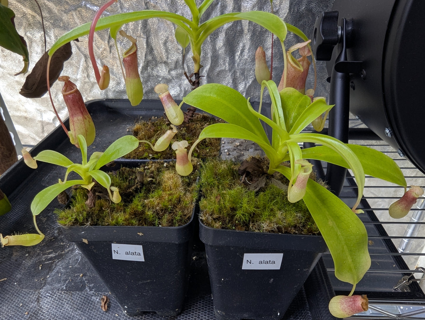 Nepenthes alata