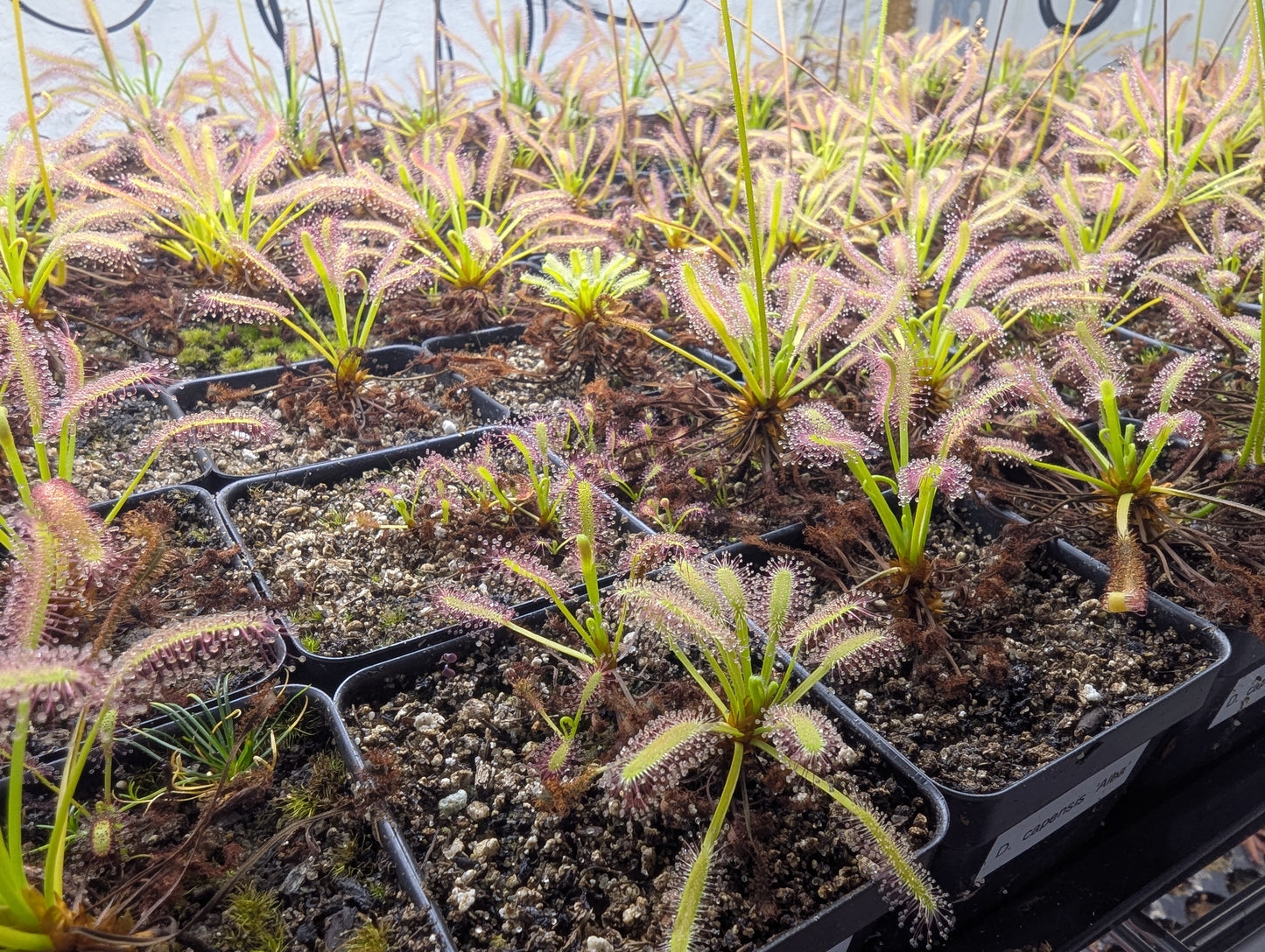 Drosera capensis 'Albino'