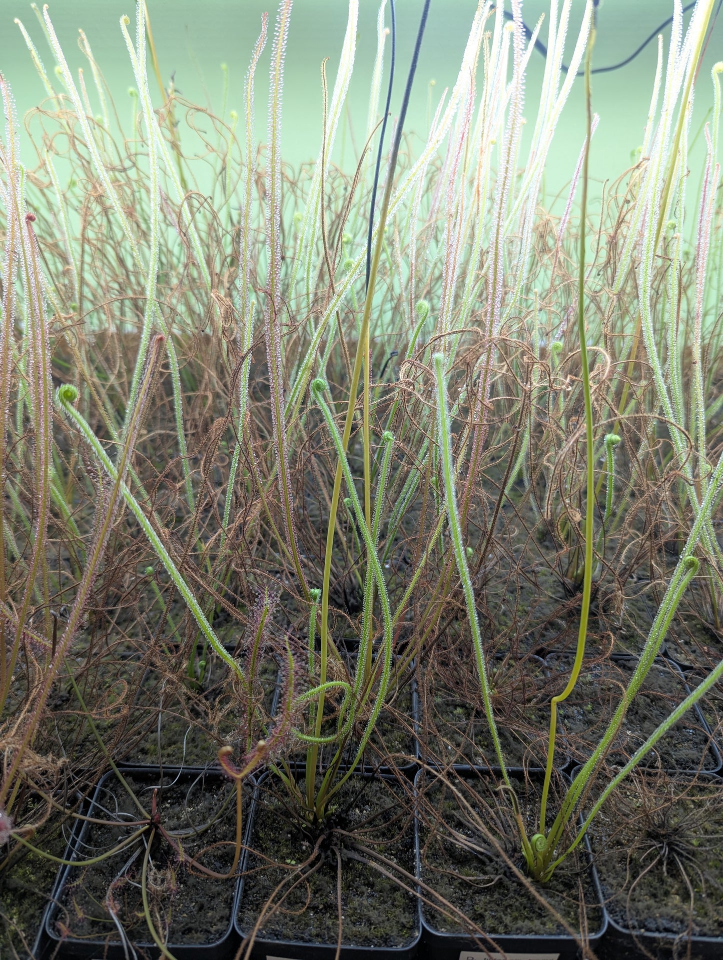 Drosera filiformis filiformis