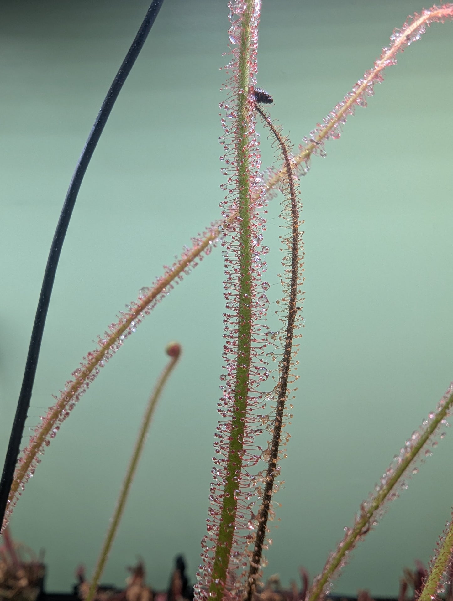 Drosera filiformis dreamsicle