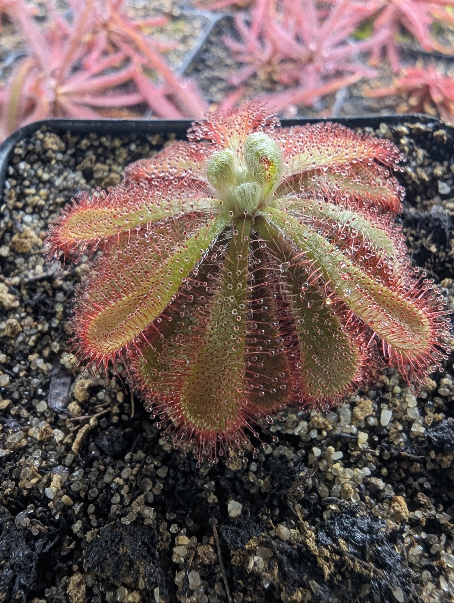 Drosera aliciae