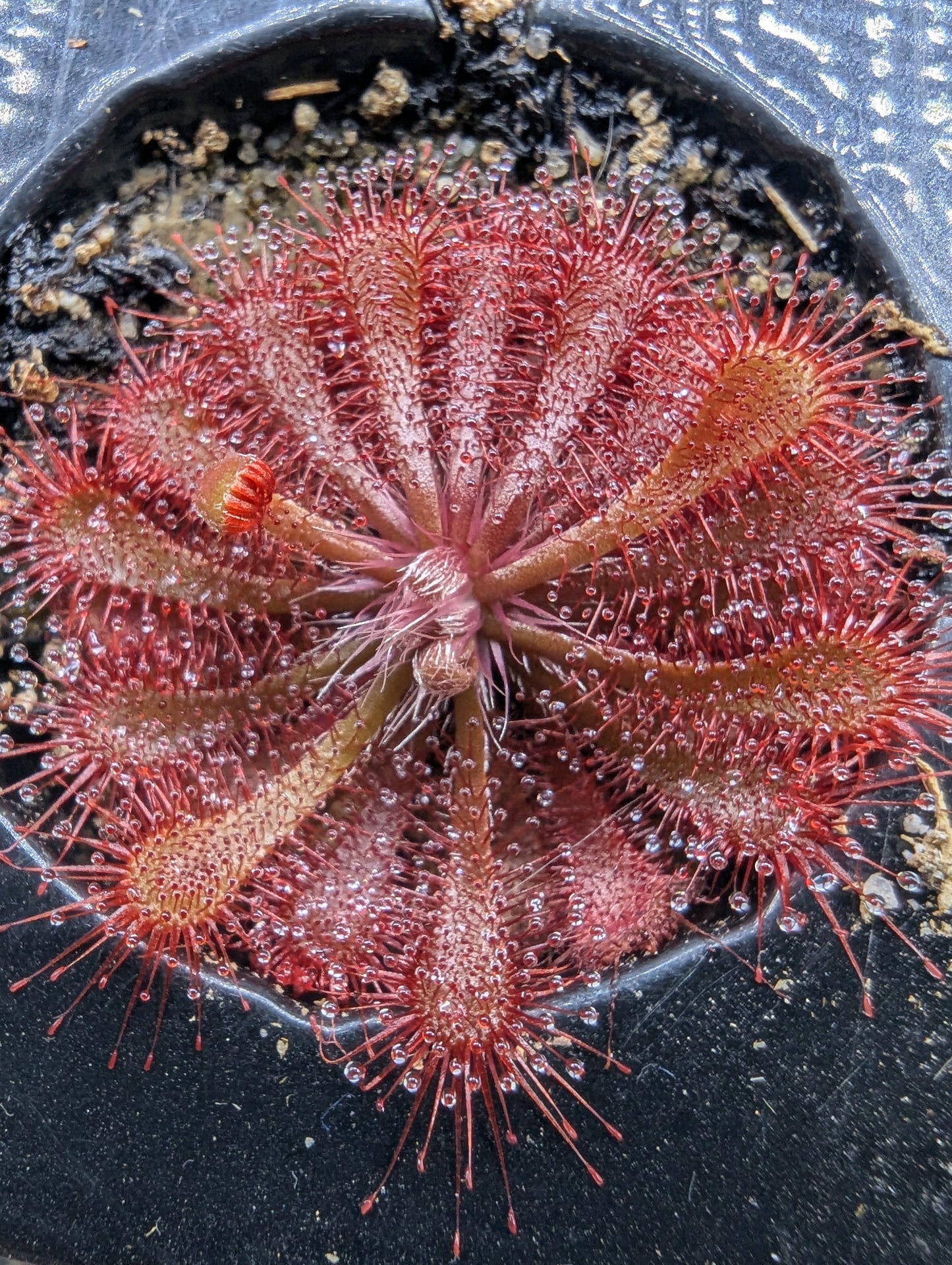 Drosera spatulata "Beenak, Victoria AU"