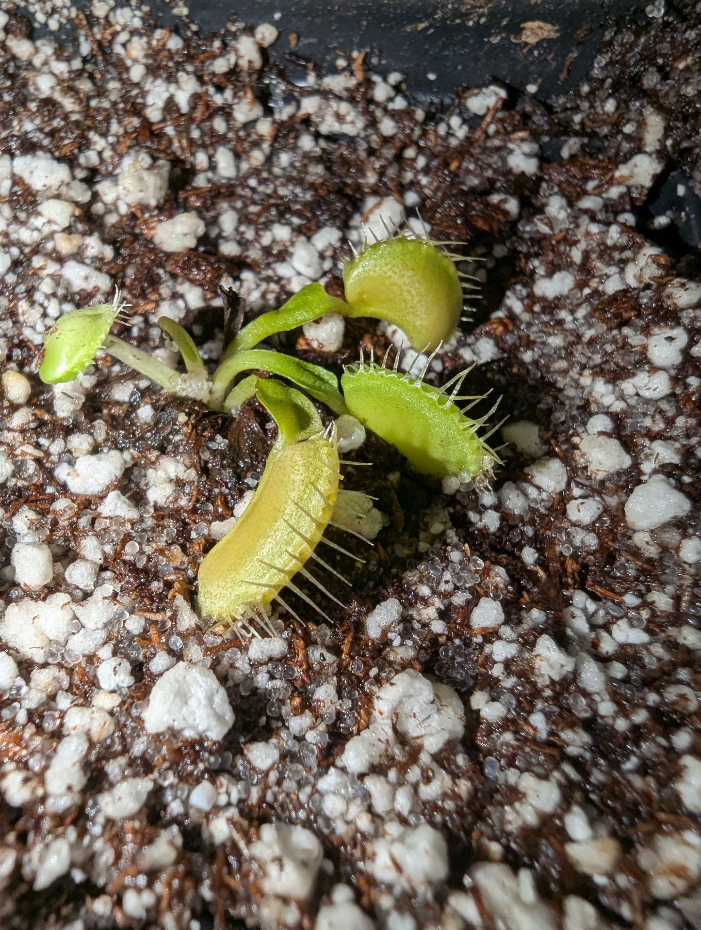 Dionaea muscipula - Grun