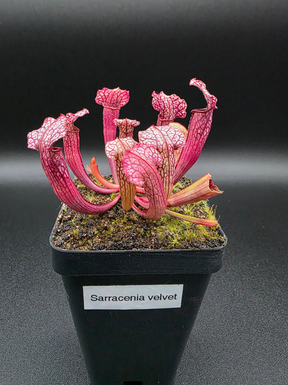 Sarracenia velvet