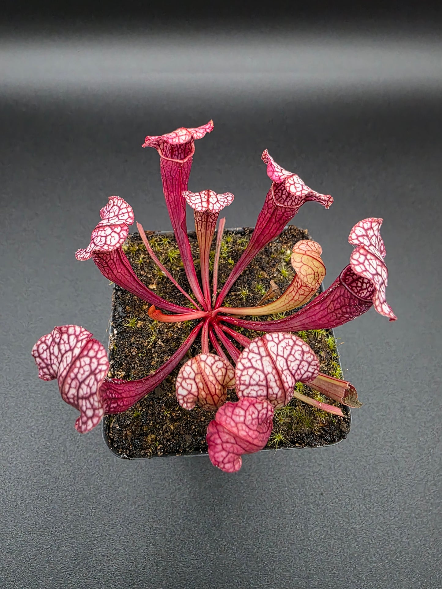 Sarracenia velvet
