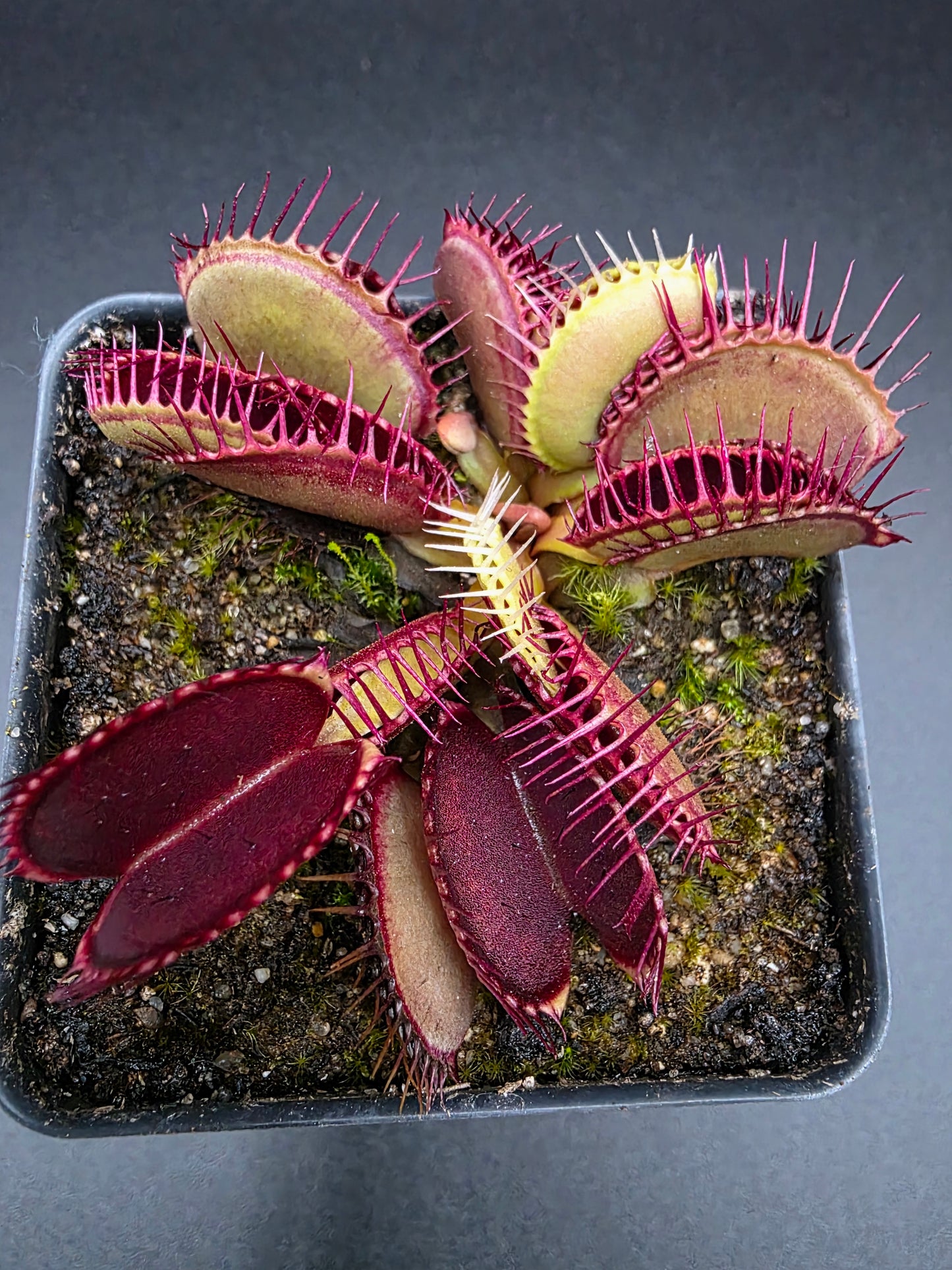 Dionaea muscipula - Typical