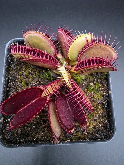 Dionaea muscipula - Typical