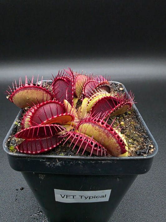 Dionaea muscipula - Typical