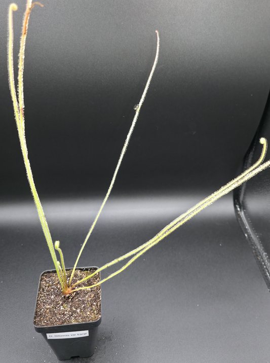 Drosera filiformis tracyi