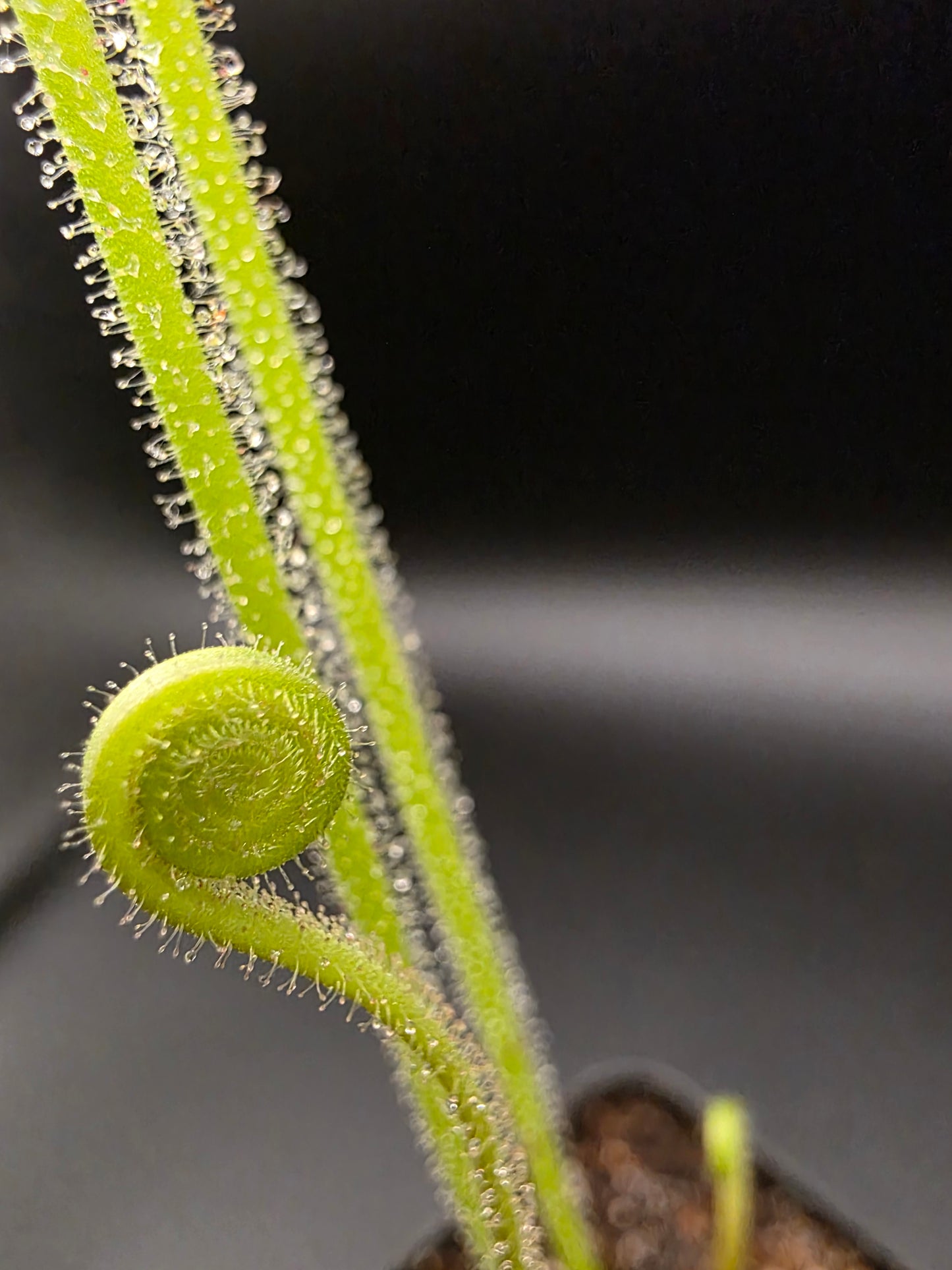 Drosera filiformis filiformis