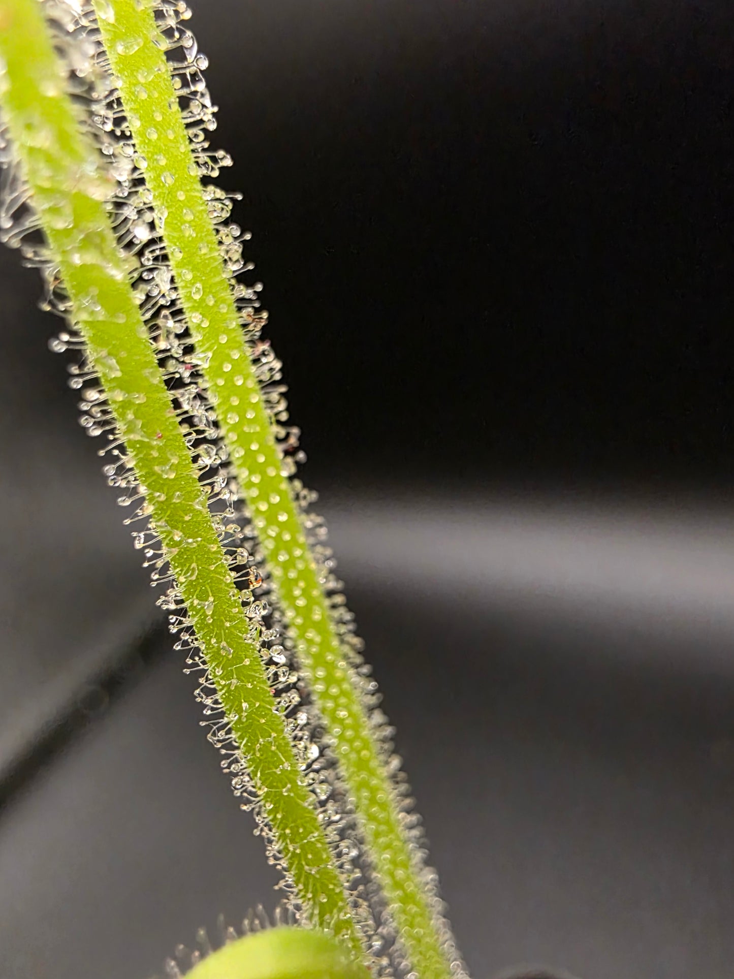 Drosera filiformis tracyi