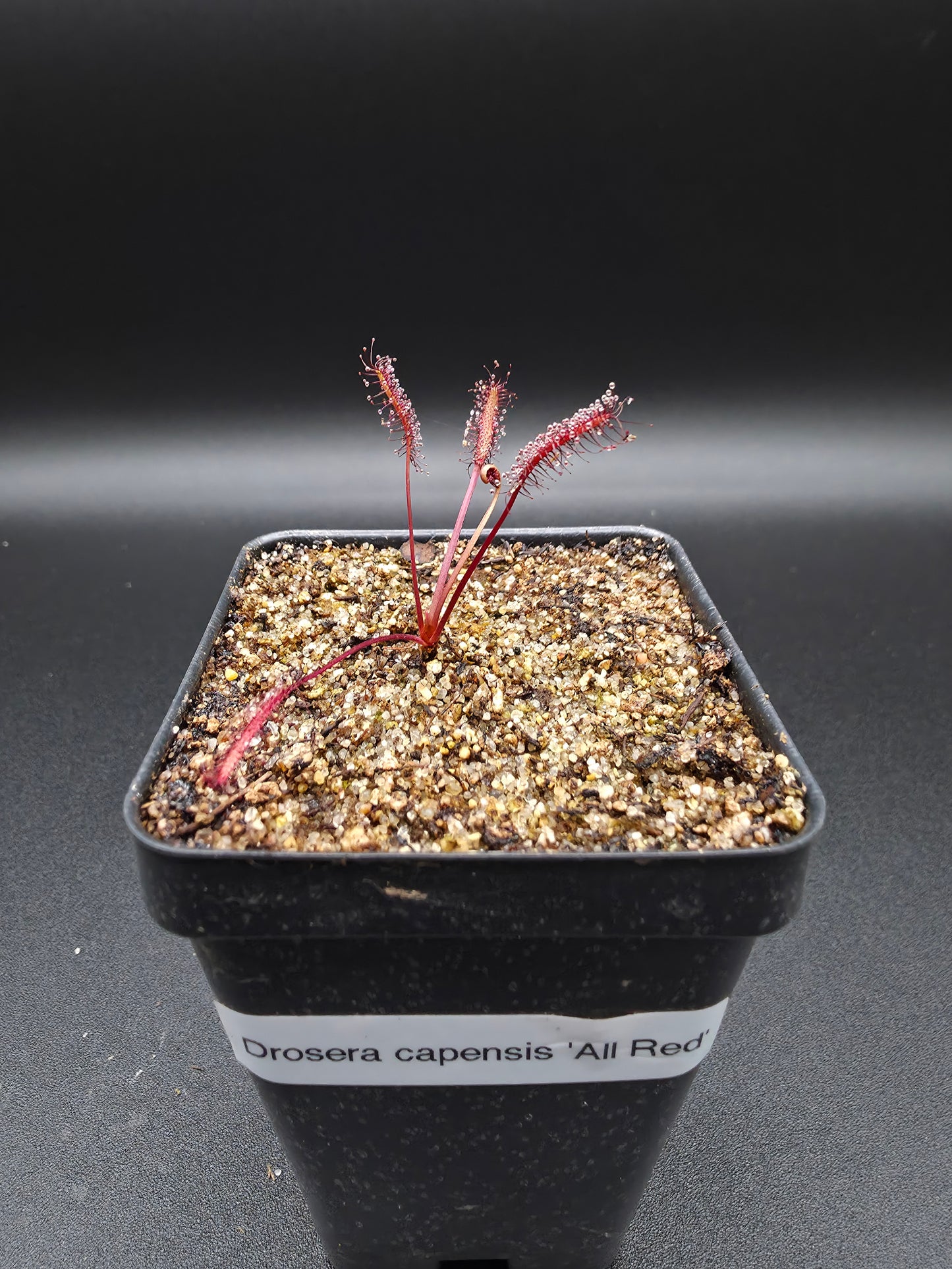 Drosera capensis 'All Red'