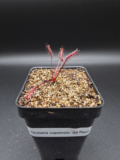 Drosera capensis 'All Red'