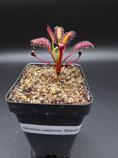 Drosera capensis 'Bainskloof'