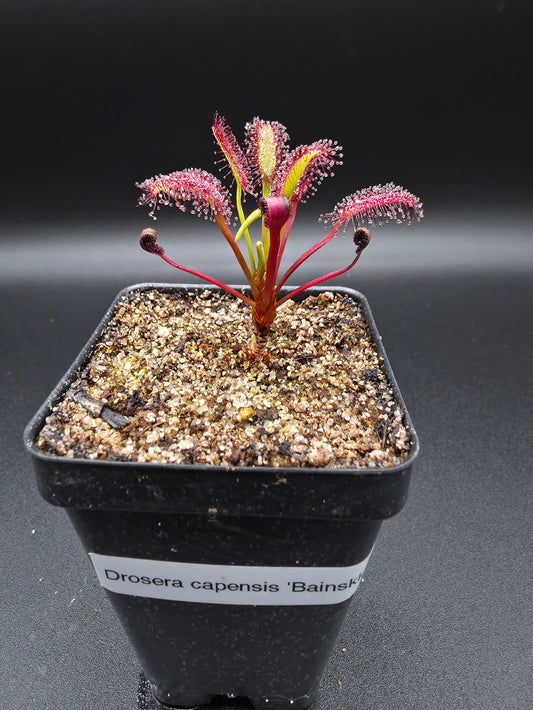 Drosera capensis 'Bainskloof'