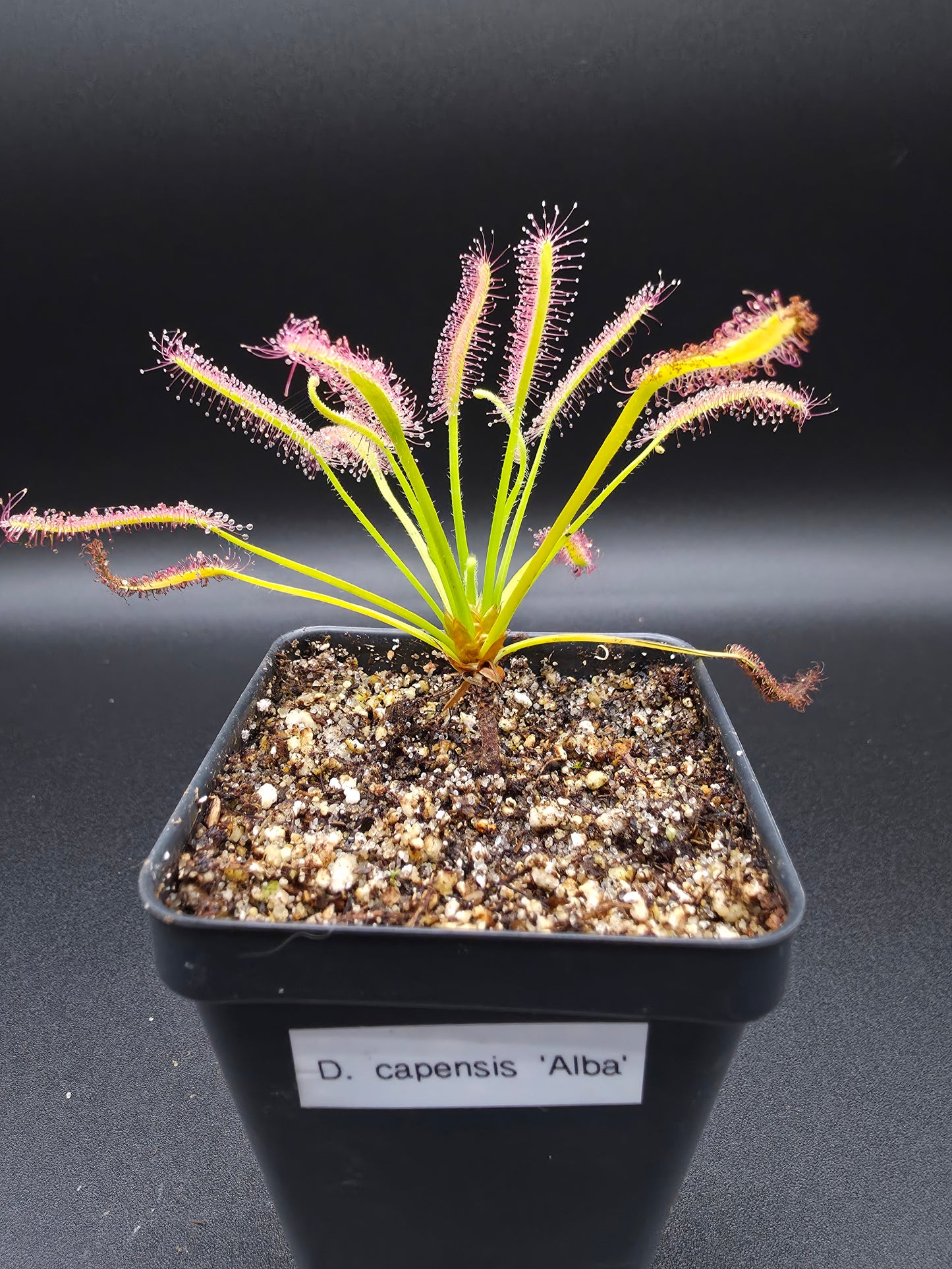 Drosera capensis 'Albino'