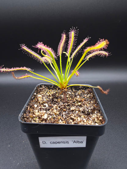 Drosera capensis 'Albino'