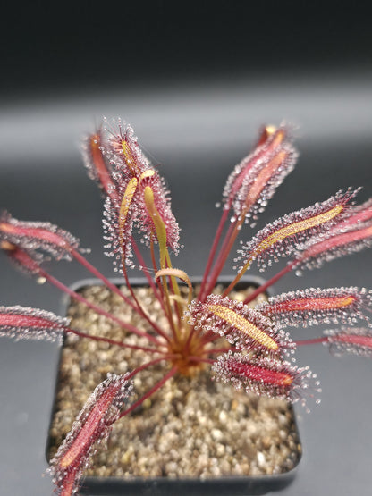 Drosera capensis 'All Red'