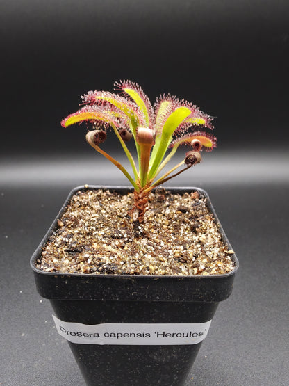 Drosera capensis 'Hercules'