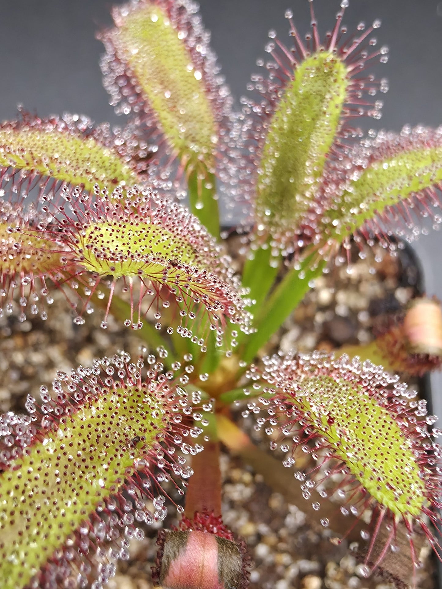 Drosera capensis 'Hercules'