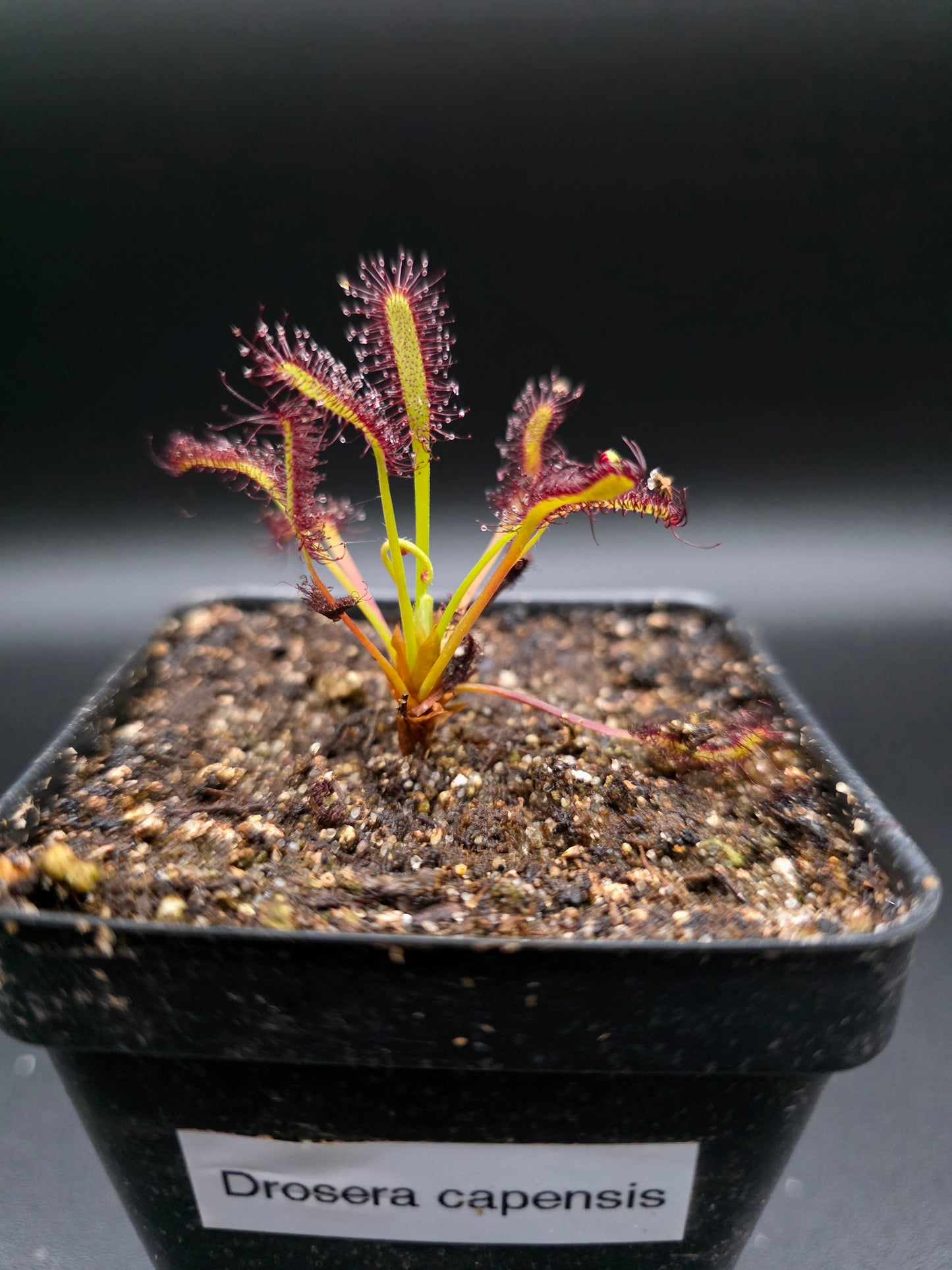 Drosera capensis