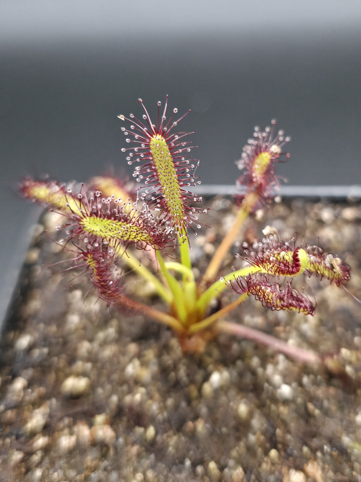 Drosera capensis