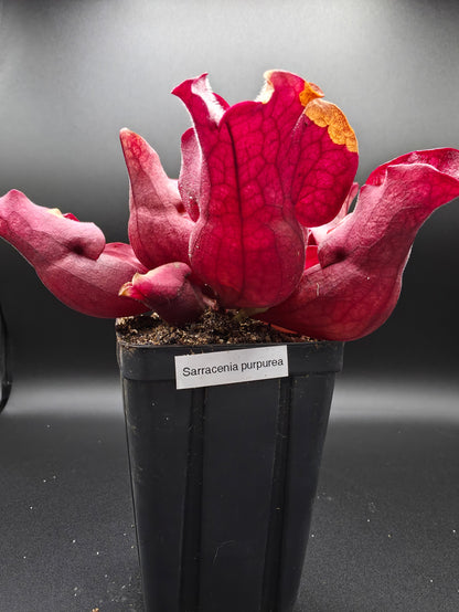 Sarracenia purpurea