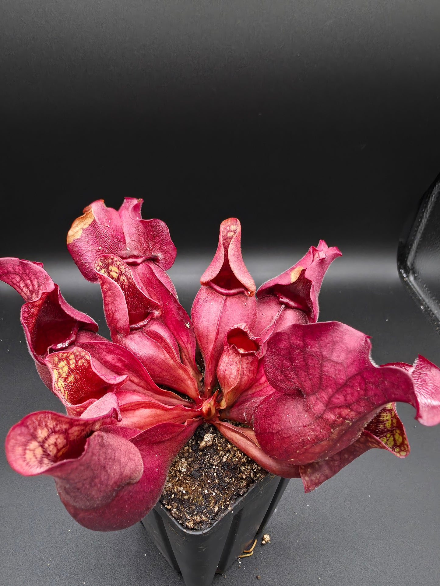 Sarracenia purpurea