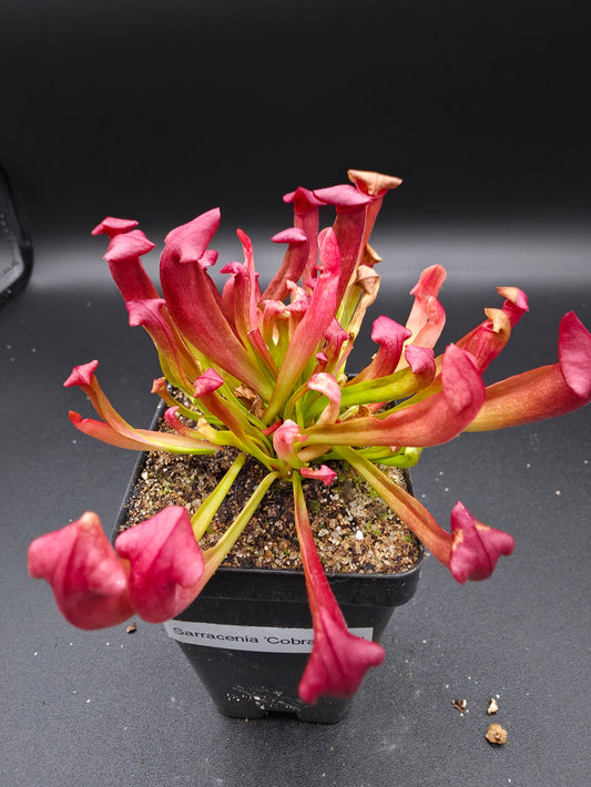 Sarracenia 'Cobra Nest'