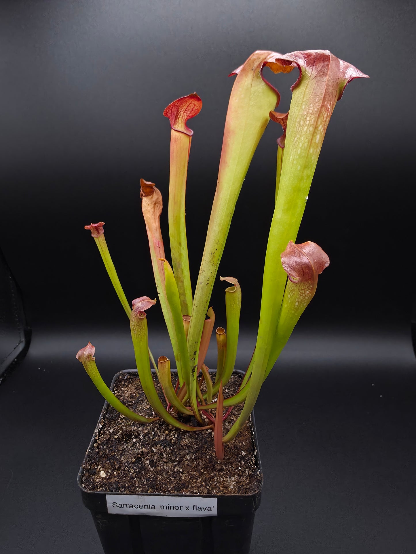 Sarracenia minor x flava