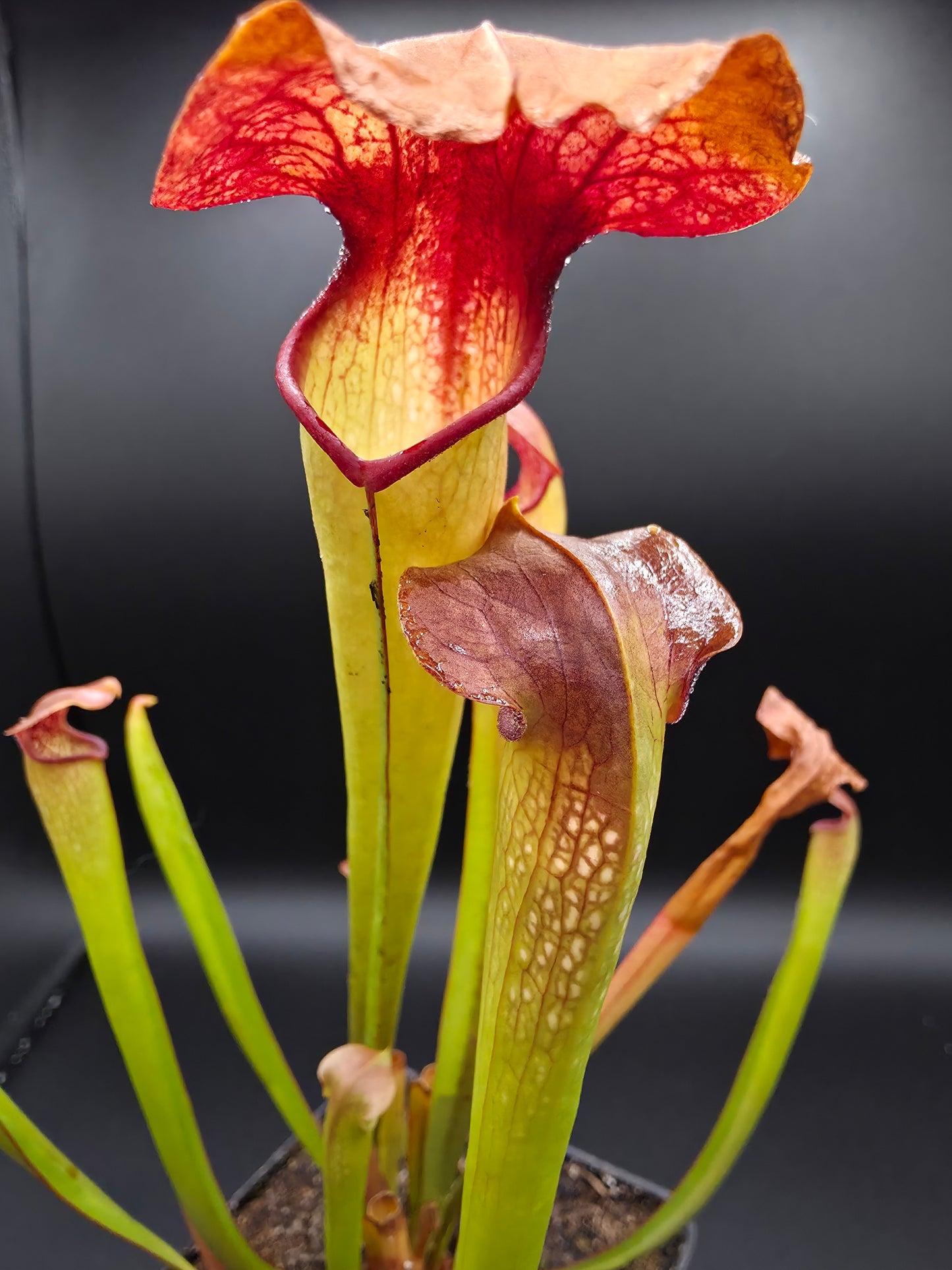 Sarracenia minor x flava
