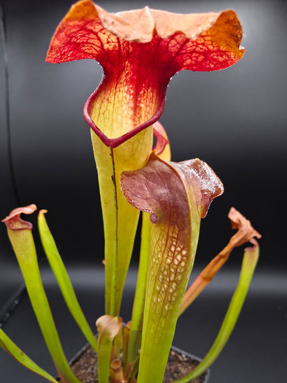 Sarracenia minor x flava
