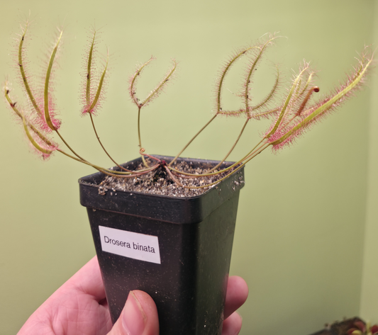 Drosera binata