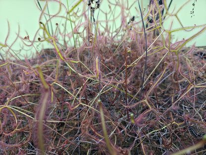 Drosera binata