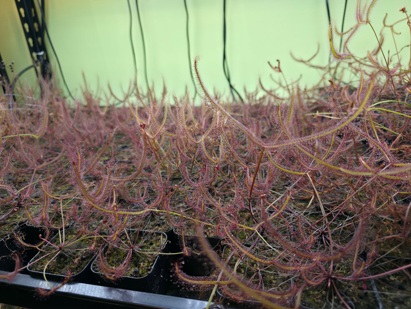 Drosera binata