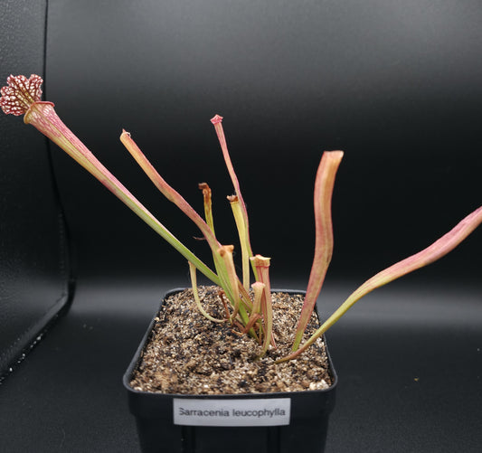 Sarracenia leucophylla