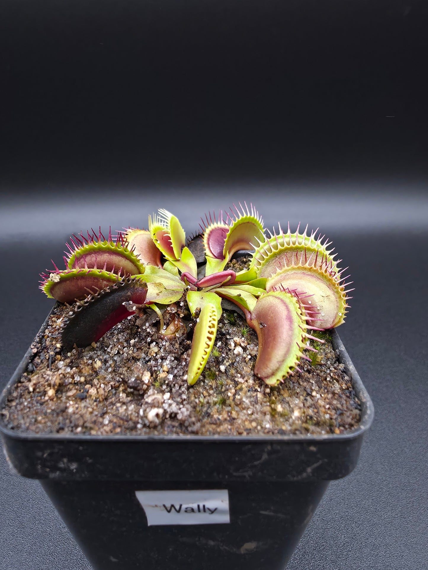 Dionaea muscipula - Wally