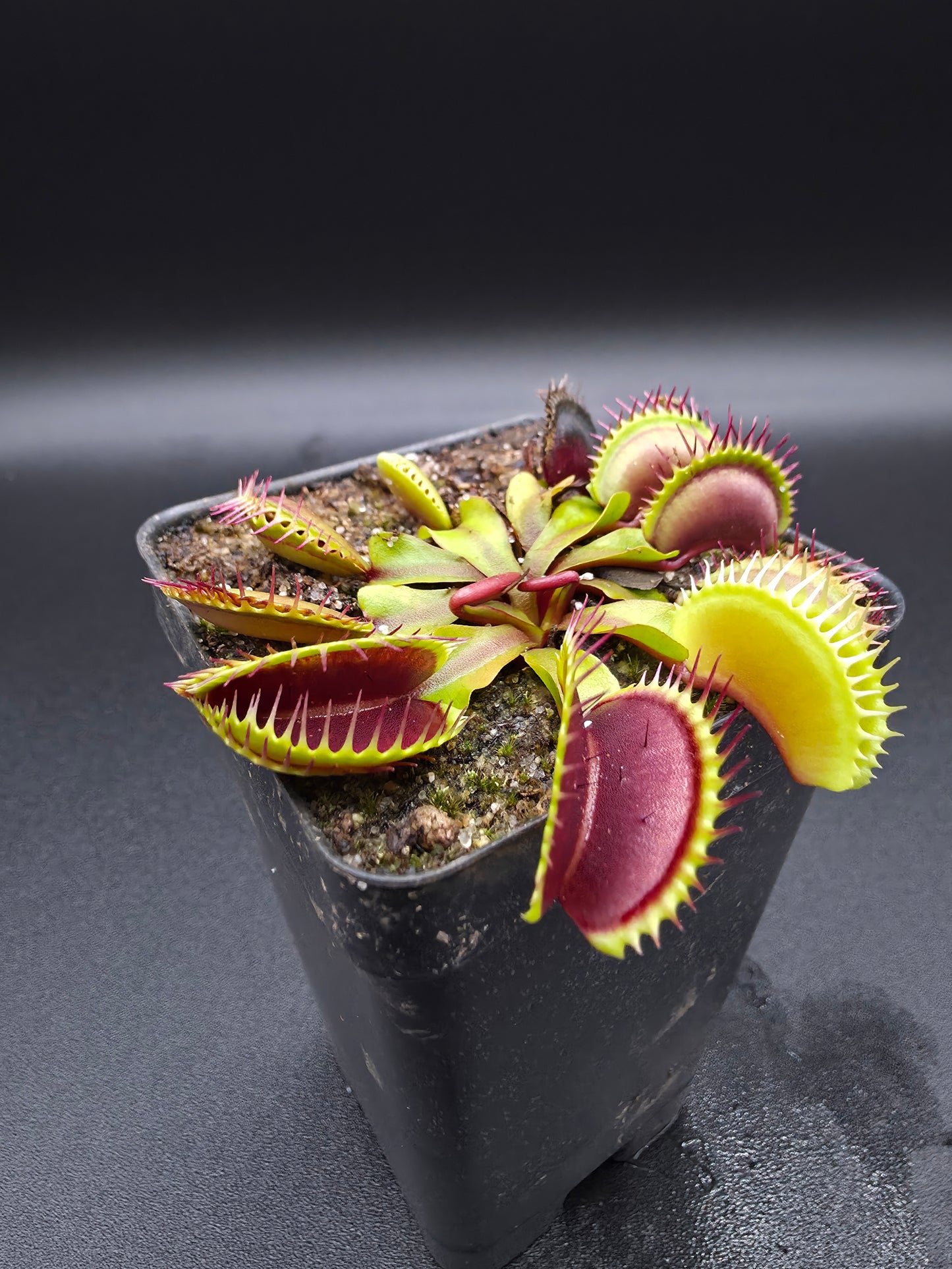 Dionaea muscipula - Wally