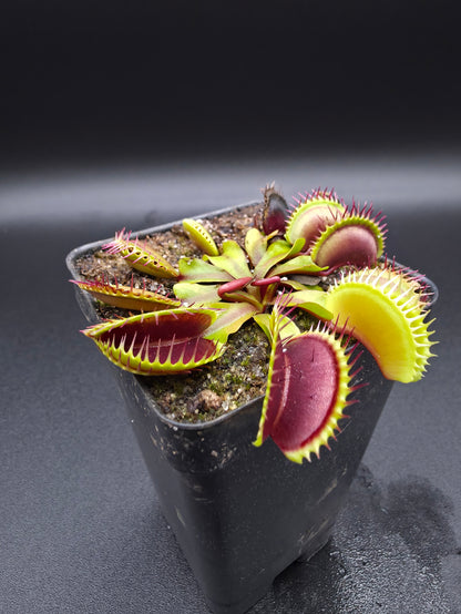 Dionaea muscipula - Wally